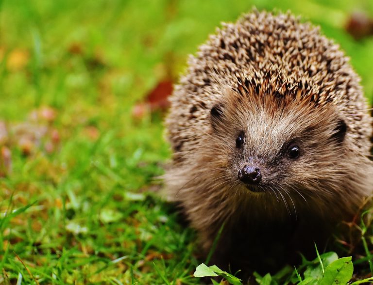 hedgehog-child-1759505_1280